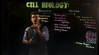 Archaea vs Bacteria [upl. by Winchester]