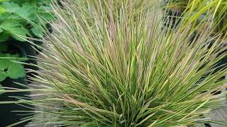 Deschampsia Northern Lights Tufted Hair Grass  Amazing small grass for BIG effects [upl. by Aicilana]