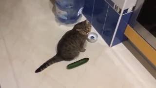 Funny cats scared of cucumbers  cat vs cucumber compilation [upl. by Ardnasirhc571]