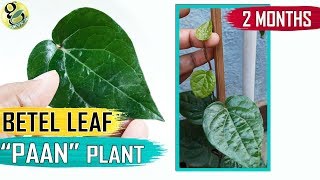 BETEL LEAF PLANT at home  How to Grow Betel plant Paan Plant Care Tips and Propagation in English [upl. by Erasmus]