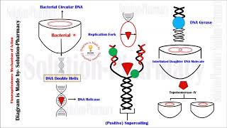 Fluoroquinolones  Mechanism of Action  Fluoroquinolone  Chemotherapy  DNA Gyrase Inhibitors [upl. by Tteltrab]