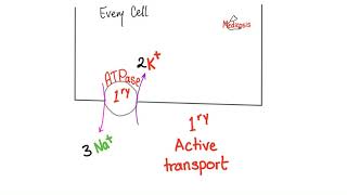 Active Transport  Primary and Secondary  Physiology [upl. by Lotsyrk]