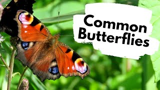 BRITISH BUTTERFLIES  Common species at NWT Foxley Wood [upl. by Mloc]