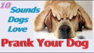 Sounds That Tilt Dogs Head  Sounds Dogs Love Most [upl. by Dyke283]