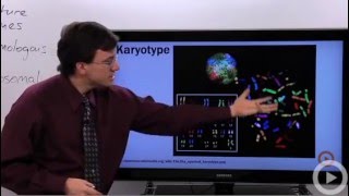 Karyotype [upl. by Dimah567]