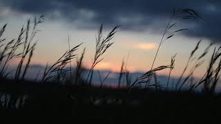 Wind Blowing in Field Relaxing Sounds  Royalty Free [upl. by Prouty119]