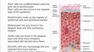 Cells of the Epidermis [upl. by Chaffinch]