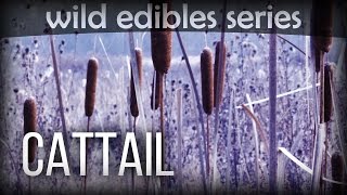 Cattail  Wild Edibles Series [upl. by Akli929]