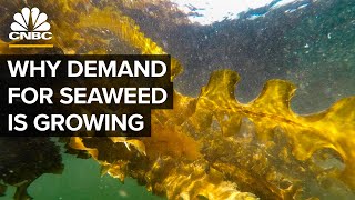 Why Demand For Seaweed Is About To Boom [upl. by Nnylecyoj]