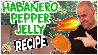 How to Make Habanero Pepper Jelly Recipe No Glove Edition [upl. by Ellirpa]