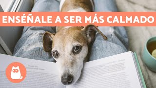 ¿Cómo tener un PERRO TRANQUILO ✅ 5 Consejos Efectivos y Fáciles [upl. by Eniroc]