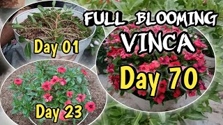 Vinca full blooming  creative ideas of growing vinca flowers [upl. by Moritz658]