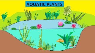 CBSE Class 4 Science Aquatic Plants [upl. by Keeryt]