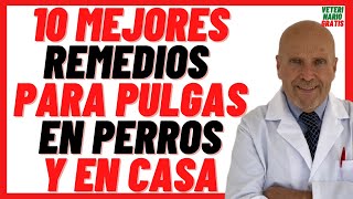 🔴 10 MEJORES Remedios Caseros para Quitar PULGAS en PERROS 🔴Repelentes Naturales 100 Efectivos [upl. by Zurn]