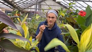 Cannas How to Plant Canna Rhizomes [upl. by Lezley]