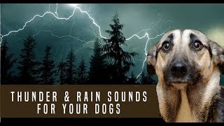 Storm Thunder and Rain Sound Dog Desensitization Sound Noise for Puppy Dog Socialization [upl. by Nnaaihtnyc]