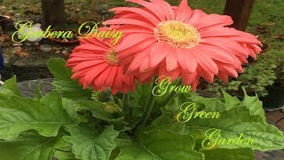 How to grow Gerbera daisiesindoor and outdoor [upl. by Marianne]