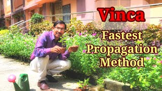 Fastest propagation method of Vinca Sadabahar [upl. by Leyla]