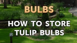 How to Store Tulip Bulbs [upl. by Fanechka167]