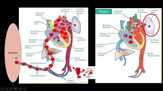 Transicion de la circulacion fetal a neonatal [upl. by Atinar126]