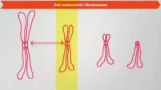 TYPES OF CHROMOSOMES BASED ON THE POSITION OF CENTROMERE [upl. by Naesal300]