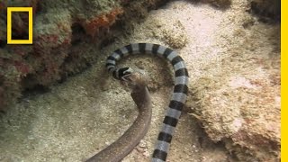 Watch Sea Snake Swallows Eel Whole  National Geographic [upl. by Fatma155]