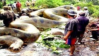 8 Deadliest Amazon River Snakes [upl. by Asserac]