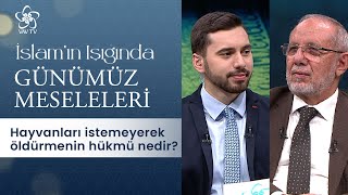 Hayvanları İstemeyerek Öldürmenin Hükmü Nedir  İslamın Işığında Günümüz Meseleleri 272 Bölüm [upl. by Vetter604]