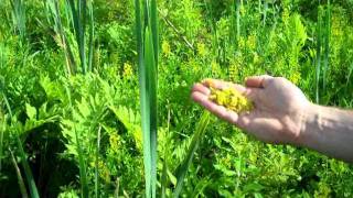 cattail pollen [upl. by Nicolau551]