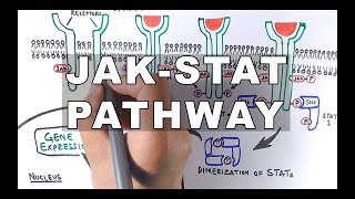 JAKSTAT Signalling Pathway [upl. by Bathilda554]