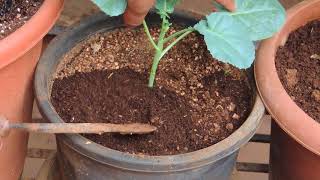 How to Add Fertilizer to Plants in a Container [upl. by Naxela]