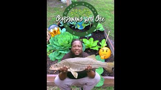 Using fish as natural fertilizer [upl. by Ardiedal]