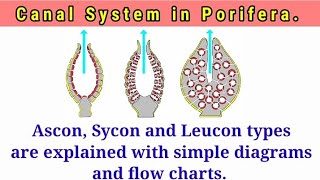 Canal System in Porifera [upl. by Hildegarde]