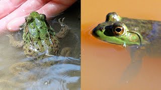 Green Frog vs Bullfrog  CREATURE FEATURE 6 [upl. by Elianora283]