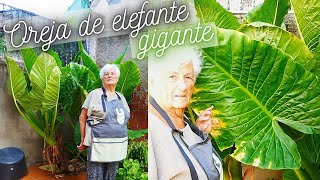 OREJA DE ELEFANTE ALOCASIA ¡¡GIGANTE😱 Como conseguir que crezca mucho❤️ [upl. by Eltsirk]