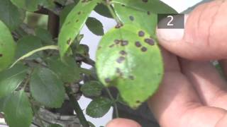 How To Prevent Black Spots on Plants [upl. by Kenta]