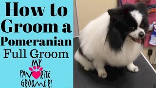 How to Groom a Pomeranian Domino [upl. by Ocana]