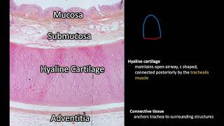 Histology  Trachea [upl. by Nohsal]