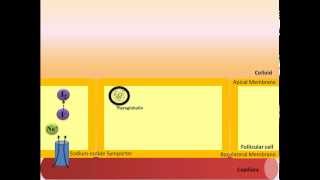 Thyroid Hormone Synthesis [upl. by Vander948]