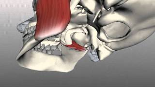 Facial Muscles Muscles of Expression [upl. by Woo]