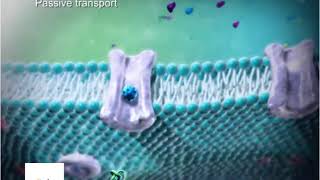 Active and passive transport Animation [upl. by Ydualc]