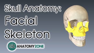 Facial Skeleton  Skull Anatomy [upl. by Randolph40]