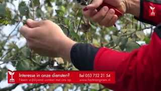 Fruitboom snoeien  tuintip Hartman Hoveniers [upl. by Anaib]