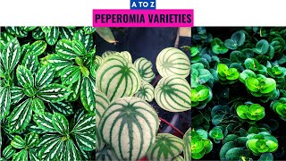 Peperomia Plant Varieties A to Z [upl. by Aicenaj227]