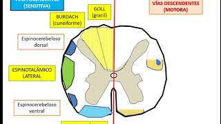 SISTEMATIZACIÓN DEL SISTEMA NERVIOSO VÍA MOTORA Y SENSITIVA PARTE 1 [upl. by Narhem]