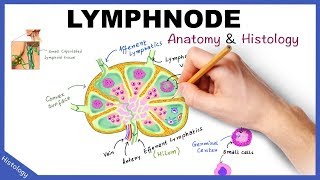 LYMPH NODE Anatomy amp Histology Simplified  Lymphatic System [upl. by Guttery]