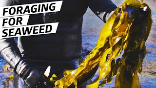 How Chef Jacob Harth Harvests and Cooks Wild Seaweed — Deep Dive [upl. by Attennyl]