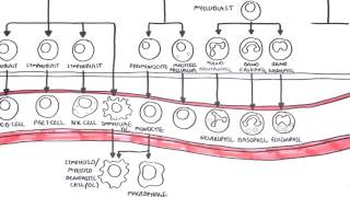 Haematopoesis and Myeloproliferative Disorder  Overview [upl. by Boleyn751]