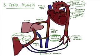 Understanding Fetal Circulation [upl. by Sorvats]