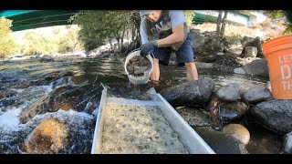 Under the Bridge  Gold Prospecting in Kern River Ep 22 [upl. by Burty]